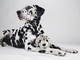 Adult Dalmatian with Stuffed Toy Dog Photographic Print