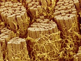 Buy Smooth muscle of trachea of a dog at AllPosters.com