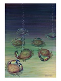 A View of Mud Crabs