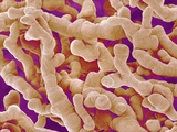 Buy Human Placenta at AllPosters.com
