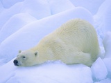 Buy Adult Polar Bear (Ursus Maritimus) Cleaning Its Fur on the Snow. Svalbard, Arctic Norway. at AllPosters.com