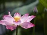 Pink water lily