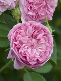Buy Rosa 'Ville de Bruxelles' in bloom at AllPosters.com