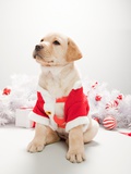 Labrador puppy in christmas costume