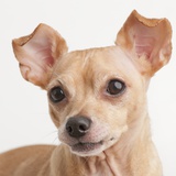 Portrait of small dog