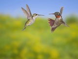 Ruby-throated Hummingbird (Archilochus colubris)