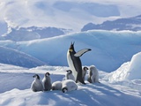 Buy Emperor Penguin Parent and Chicks on Small Ice Mound at AllPosters.com