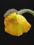 Corn poppy bud, close-up