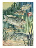 A variety of Labyrinth fish.