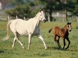 Mare and foal running in field, Urakawa, Hokkaido, Japan