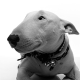 Bull Terrier
