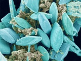 Buy Marine Diatom at AllPosters.com