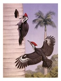 A pair of pileated woodpeckers nest in a dead royal palm tree