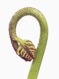 Buy Fern sprouts at AllPosters.com
