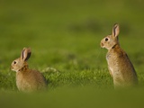 Buy Alert Adult Rabbits at AllPosters.com