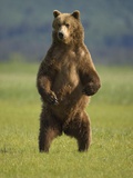 Buy Brown Bear Standing Upright in Meadow at Hallo Bay at AllPosters.com