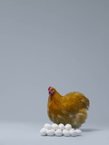 Buy Chicken sitting on pile of eggs at AllPosters.com