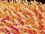 Buy Tongue filiform papillae of a rabbit magnified x200 at AllPosters.com