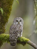 Barred Owl Perched on Mossy Branch, Victoria, Vancouver Island, British Columbia, Canada.
