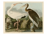 White Ibis