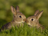 Young Rabbit Kits Rubbing Noses
