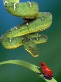 Snake Approaching Frog on Plant