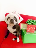 Dog wearing Santa Claus hat next to gifts