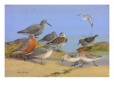 A Painting of Several Species of Shorebirds