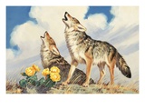 Buy Coyotes howl to the setting sun at AllPosters.com