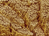 Buy Smooth muscle of trachea of a dog at AllPosters.com