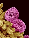 Buy Pollen of a Geranium at AllPosters.com