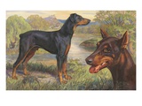 Portrait of Doberman pinschers standing on a rural riverbank Giclee Print
