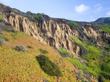Buy Succulent plants at Garrapata State Park on Big Sur Coast at AllPosters.com