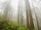 Buy Forest along Damnation Creek Trail at AllPosters.com