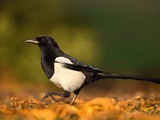 Buy Adult Magpie in Autumn Leaves at AllPosters.com