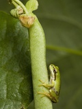 Buy Pacific Treefrog (Hyla regilla), with plant to show scale, British Columbia. at AllPosters.com