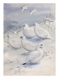 Painting of different ptarmigan species in winter plumage