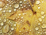 Water drops on a maple leaf