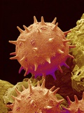 Buy Pollen of Mallow at AllPosters.com