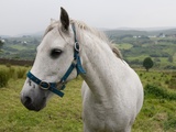 A White Horse in a Green Rolling Pasture, Donegal, Ireland