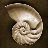 Half Nautilus
