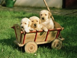 Three Puppies in a Cart