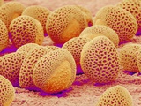 Buy Lily pollen at a magnification of x750 at AllPosters.com