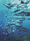 Asia Indonesia Bali Schooling Trevallies (Carangidae)