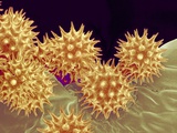 Buy Sunflower pollen at a magnification of x1000 at AllPosters.com