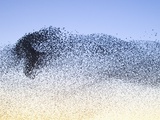 Buy Flock of Starlings at AllPosters.com