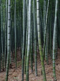 China, Zhejiang Province, Anji, Bamboo forest