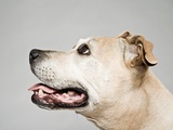 Pitbull terrier looking up Photographic Print