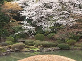 Japanese garden