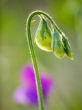 Sweet pea